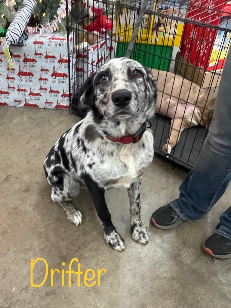 Enlarge Drifter, an adopted mixed breed in Cairo, GA image 1/3