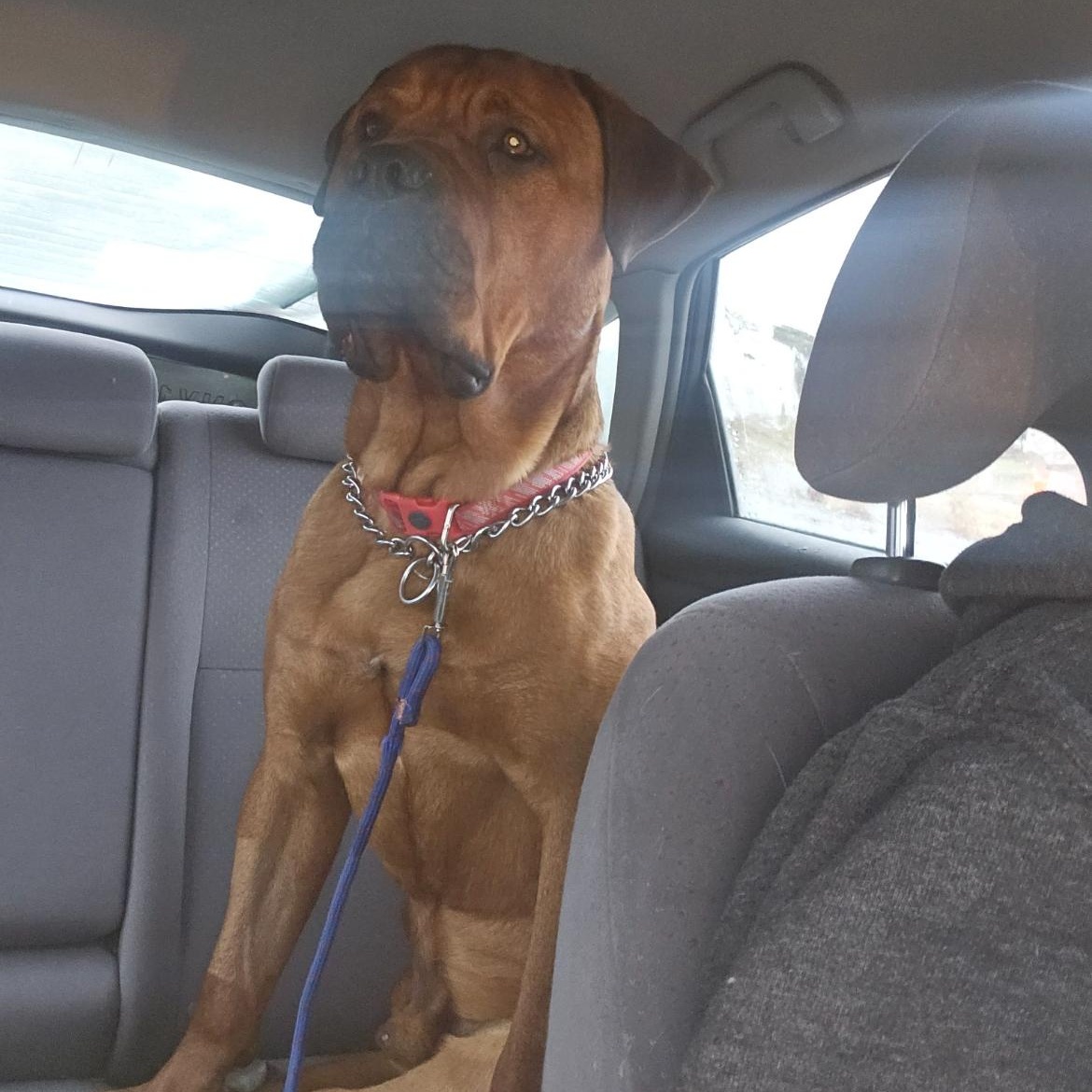 Bradley, Adopted, Adult Male Boxer & Pit Bull Terrier.