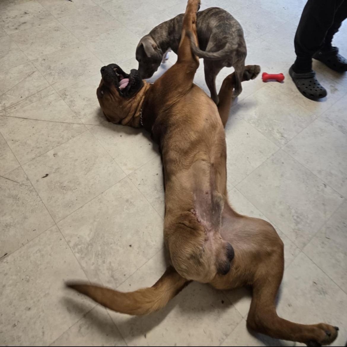 Bradley, a Adopted mixed breed in Bellingham, WA image 2/5