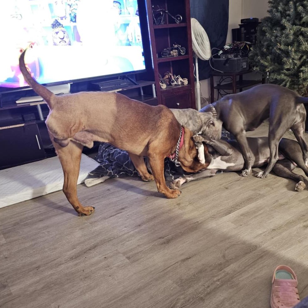 Bradley, a Adopted mixed breed in Bellingham, WA image 3/5