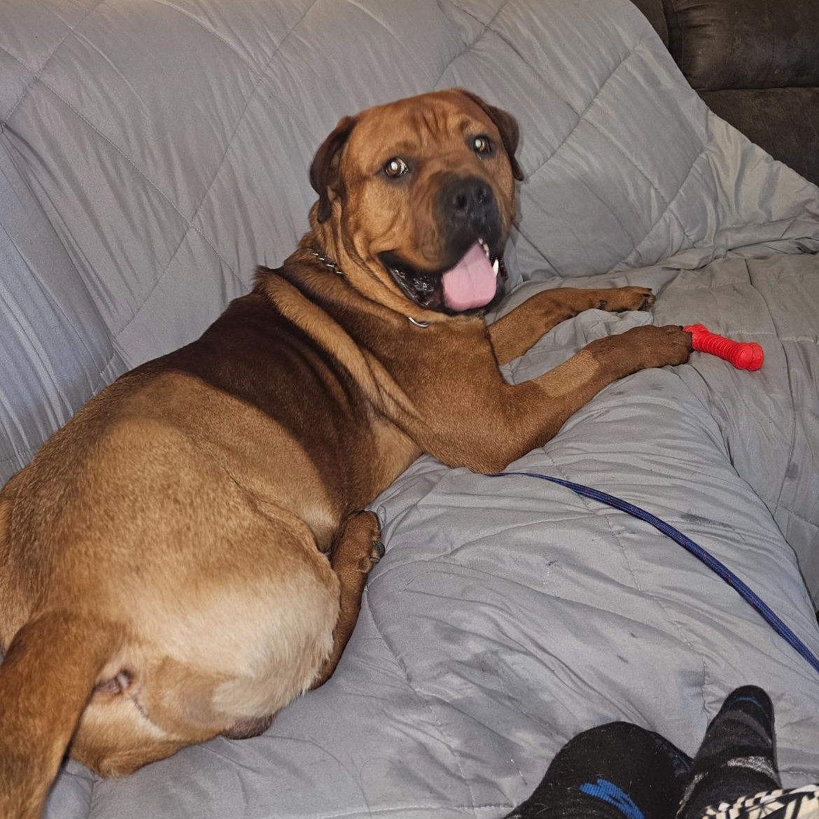 Bradley, Adopted, Adult Male Boxer & Pit Bull Terrier.