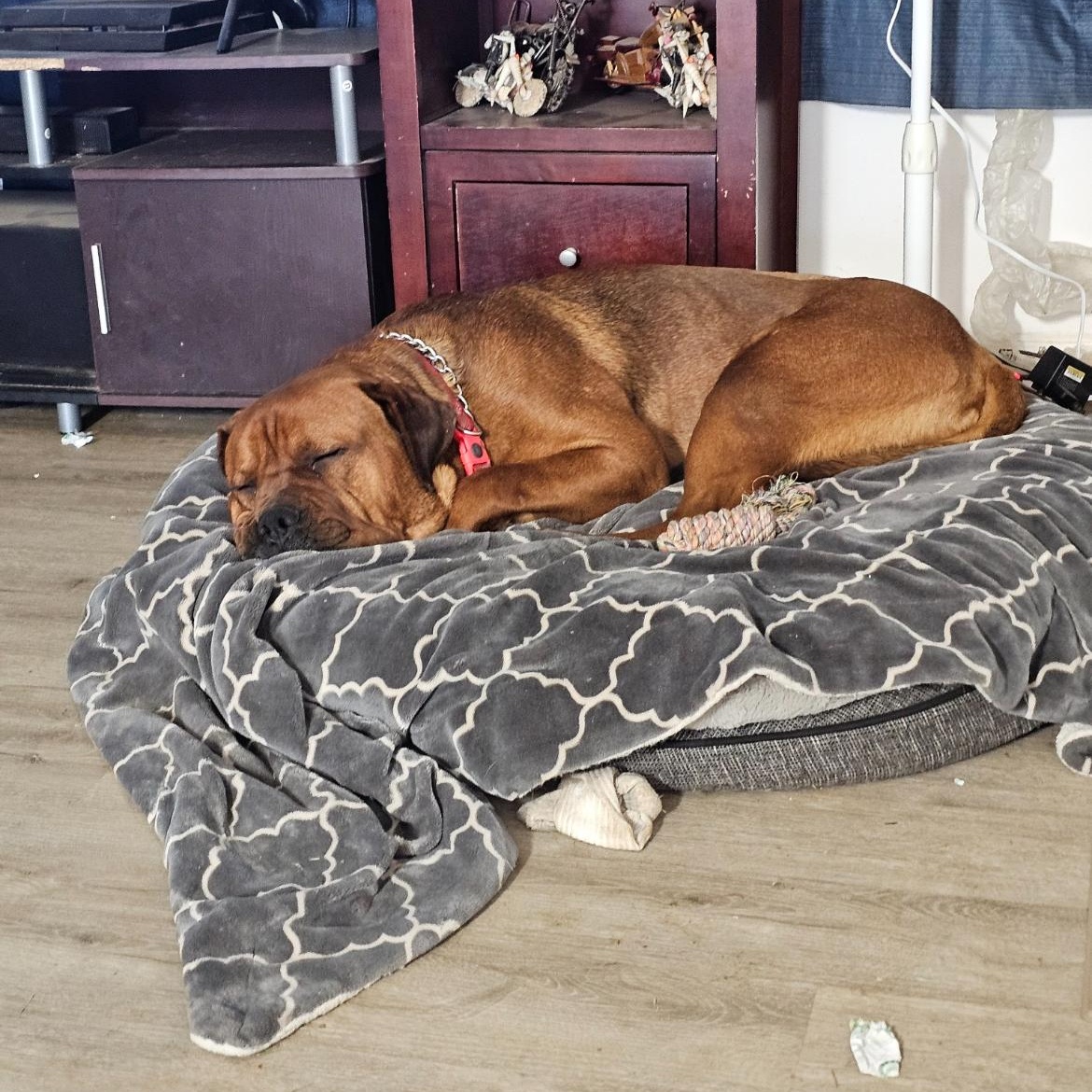 Bradley, a Adopted mixed breed in Bellingham, WA image 5/5