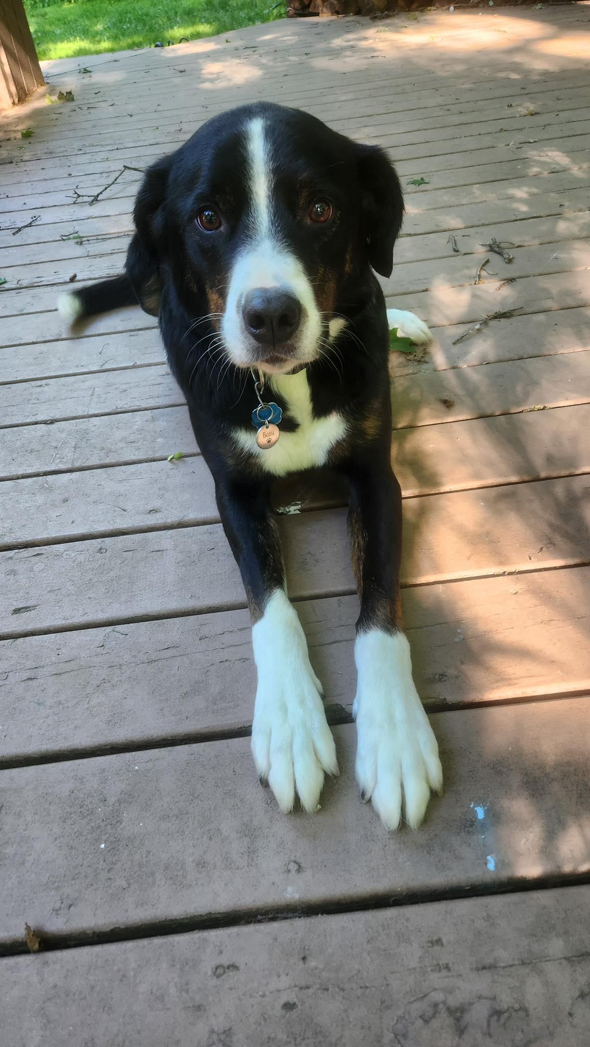 Beau, ADOPTABLE, Adult Male Australian Shepherd.