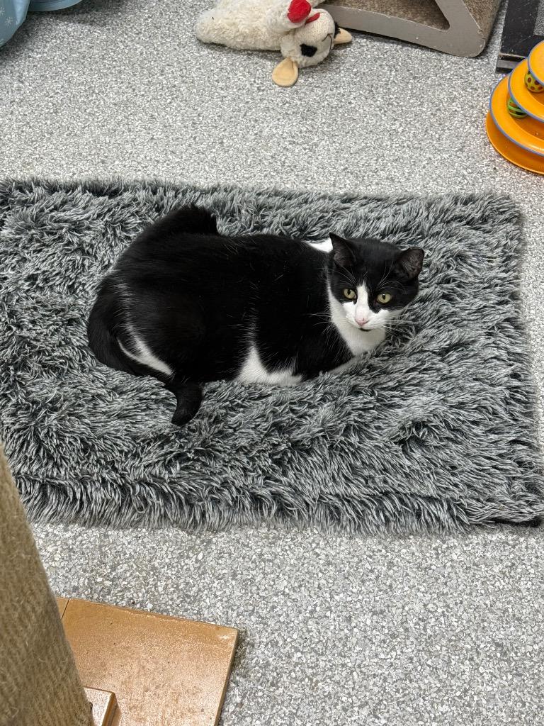 Beans, Adoptable, Adult Female Domestic Short Hair.