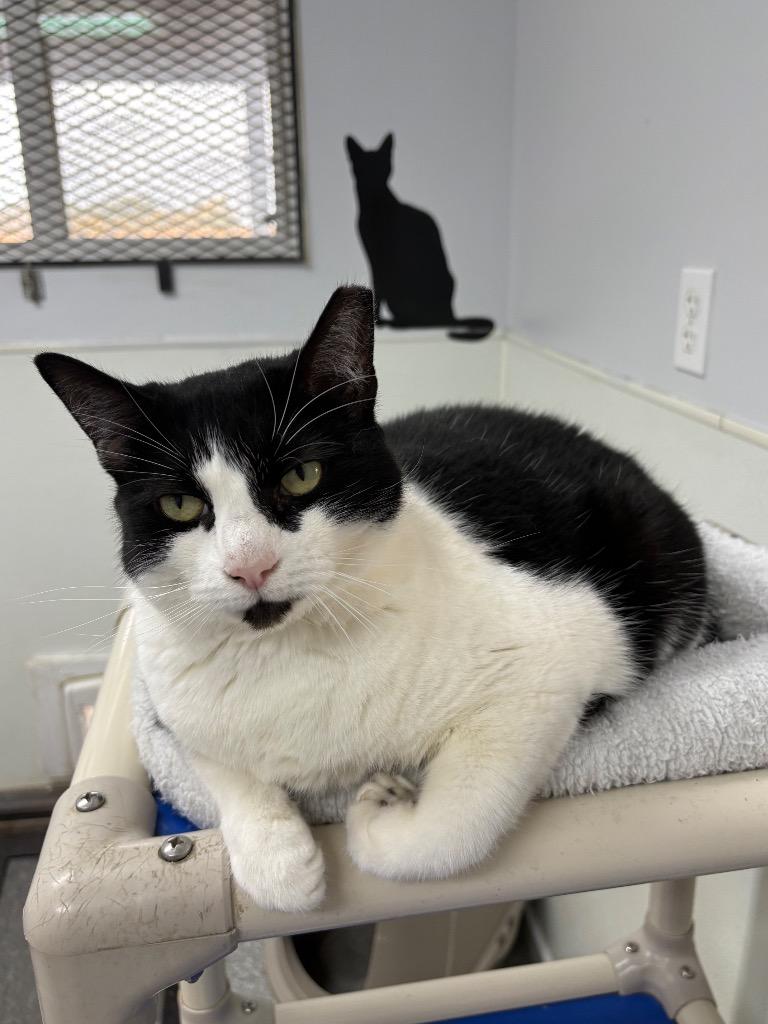 Enlarge Beans, a Adoptable mixed breed in Albion, NY image 2/4