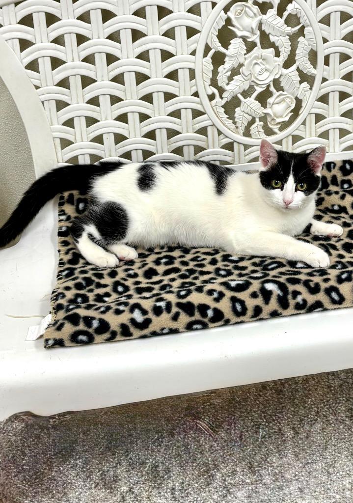 Enlarge Beans, a Adoptable mixed breed in Albion, NY image 4/4