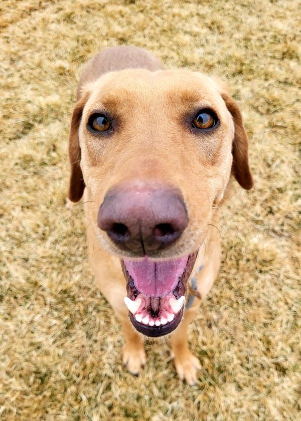 Honey 43064, Adoptable, Adult Female Labrador Retriever.