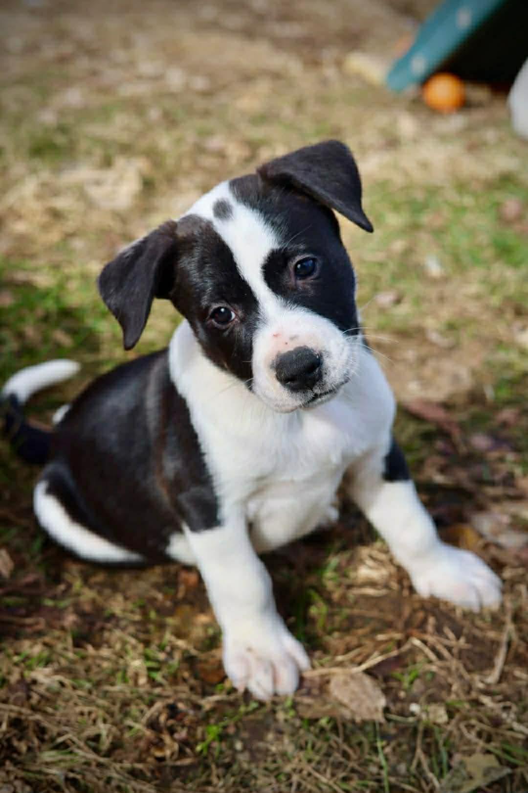 Enlarge Magnus, a Adoptable American Staffordshire Terrier in Duluth, MN image 1/3
