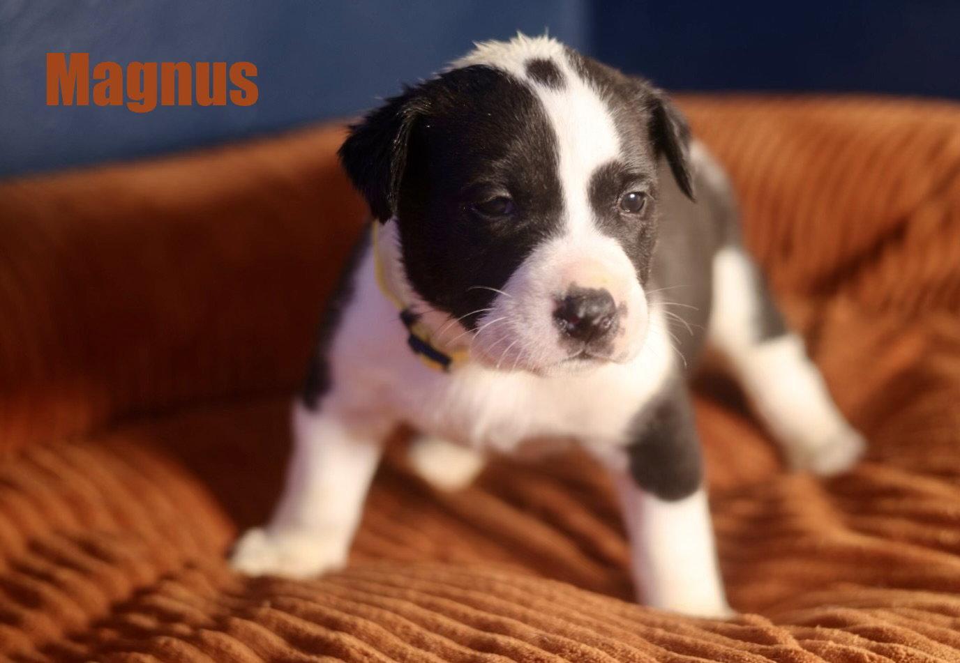 Enlarge Magnus, a Adoptable American Staffordshire Terrier in Duluth, MN image 2/3