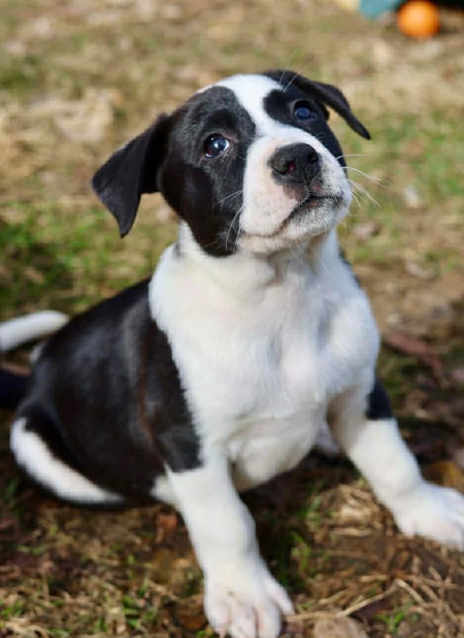 Enlarge Magnus, a Adoptable American Staffordshire Terrier in Duluth, MN image 3/3