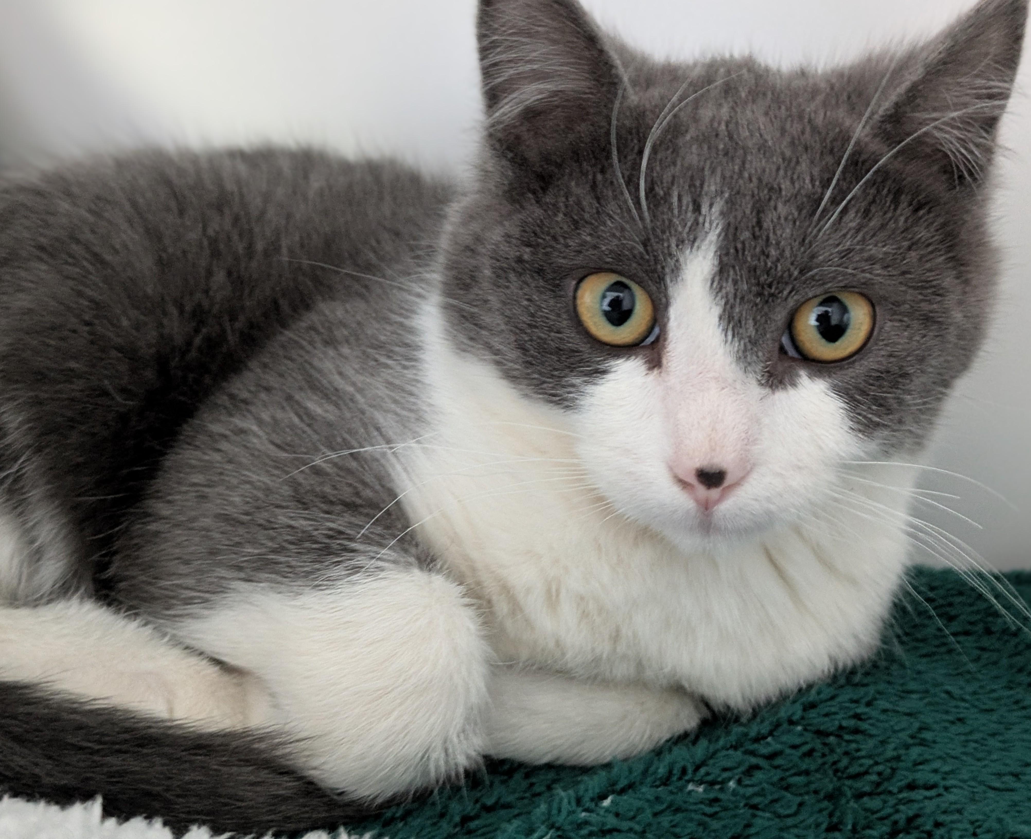 Pinto, ADOPTABLE, Young Male Domestic Short Hair.