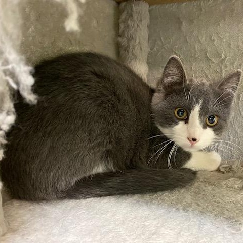 Enlarge Pinto, a ADOPTABLE Domestic Short Hair in Bonnyville, AB image 2/2