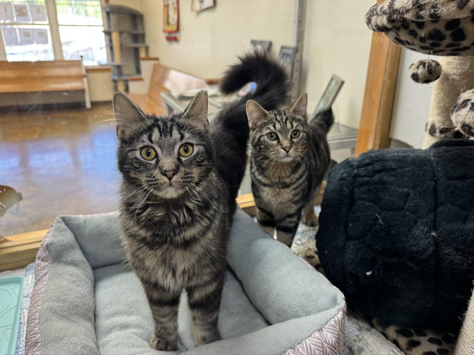 Enlarge Mocha/Java, a Adoptable mixed breed in Blairsville, GA image 1/3