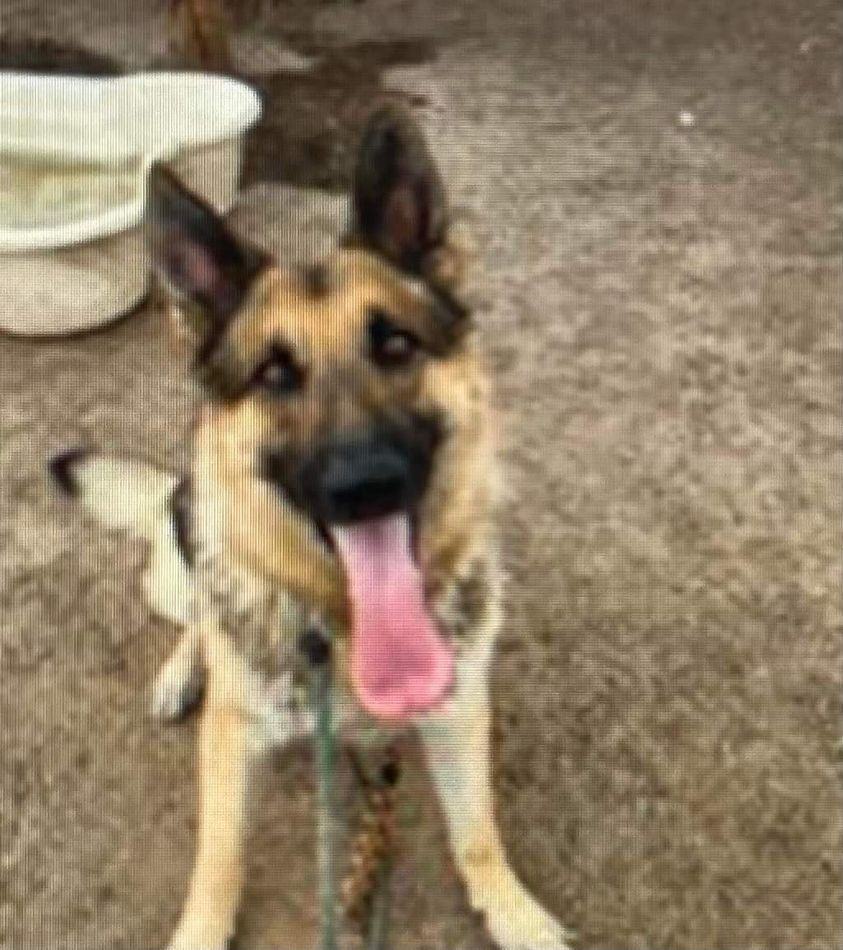 Drake, Adoptable, Adult Male German Shepherd Dog.