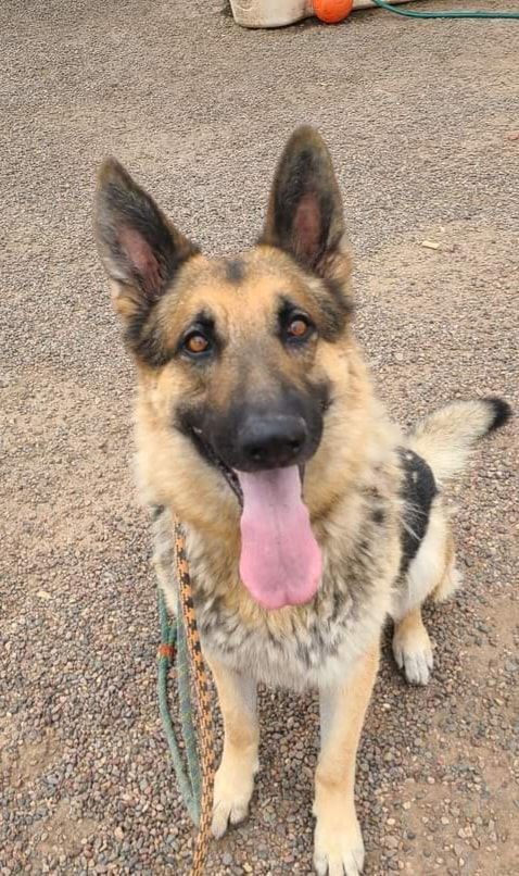 Drake, a Adoptable German Shepherd Dog in Phoenix, AZ image 2/4