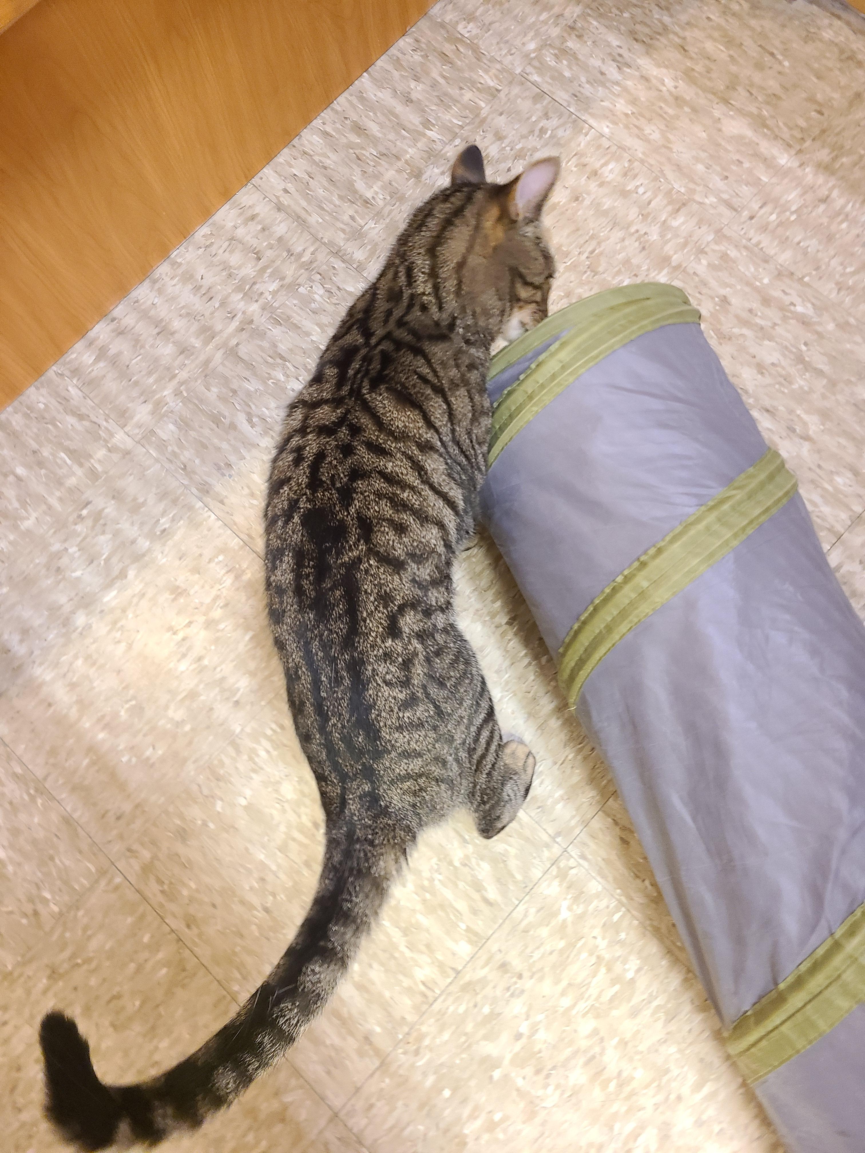 Enlarge Rambo, a Adopted Domestic Short Hair in Gerrardstown, WV image 3/6