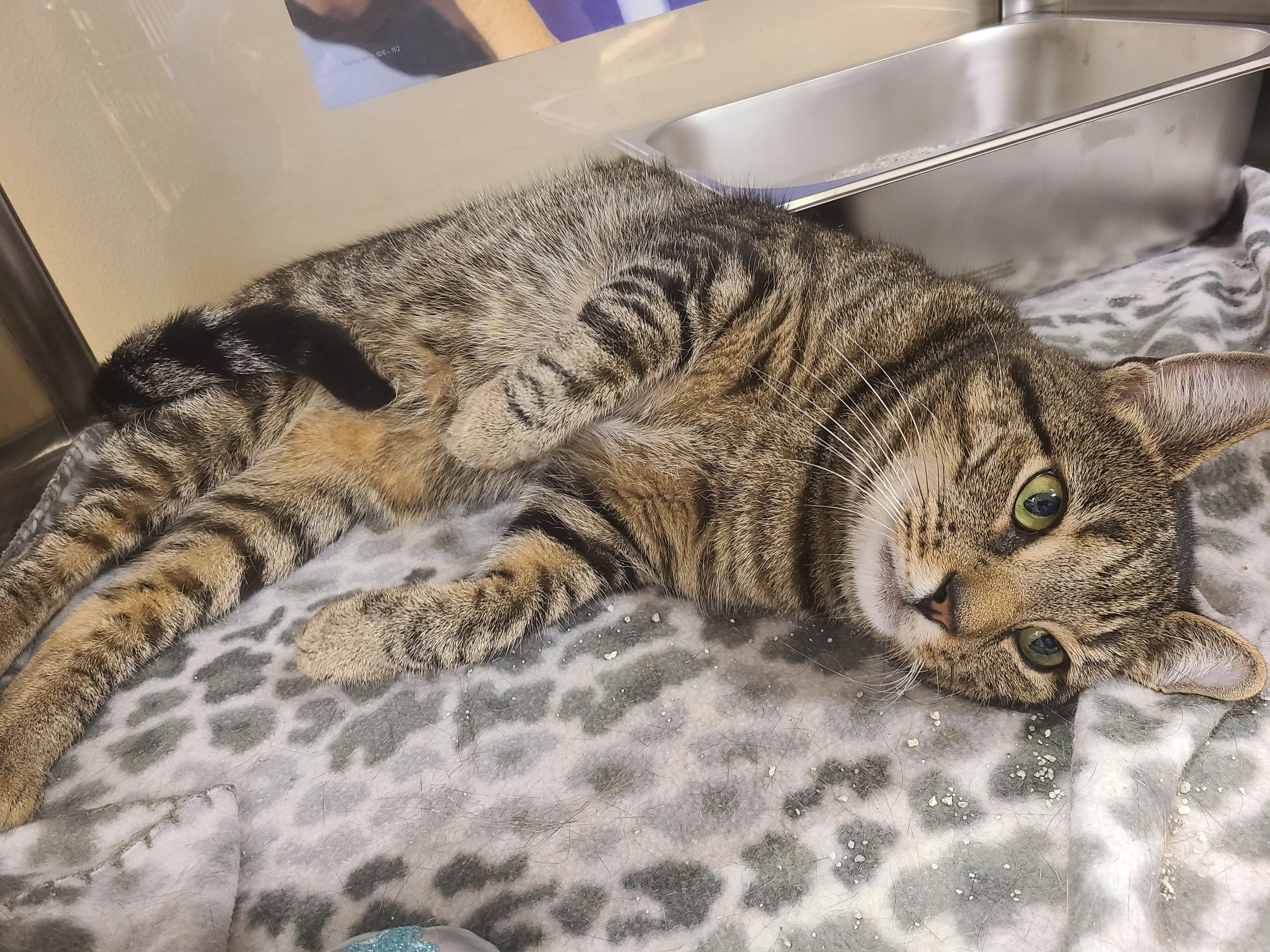 Rambo, Adopted, Young Male Domestic Short Hair.