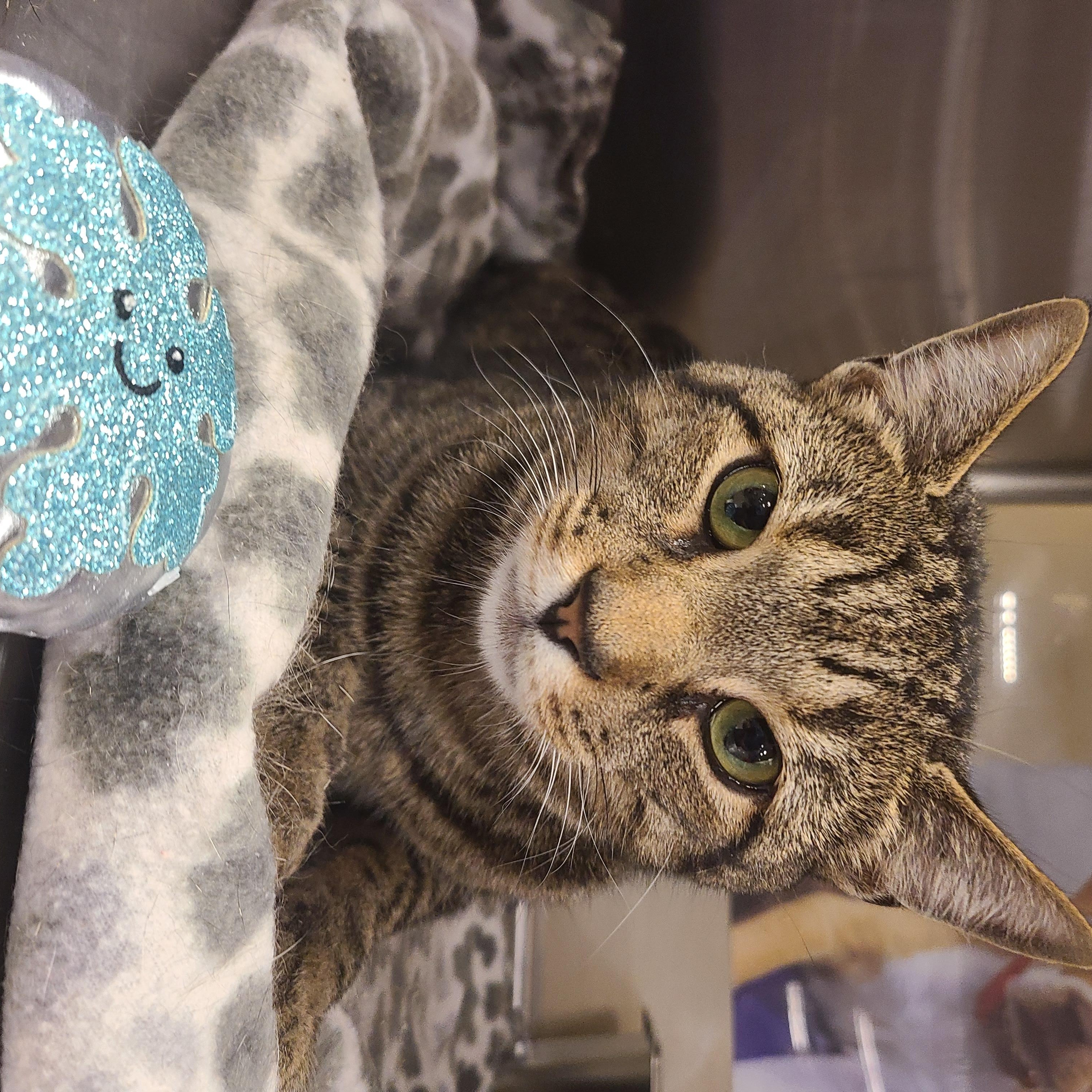 Enlarge Rambo, a Adopted Domestic Short Hair in Gerrardstown, WV image 5/6