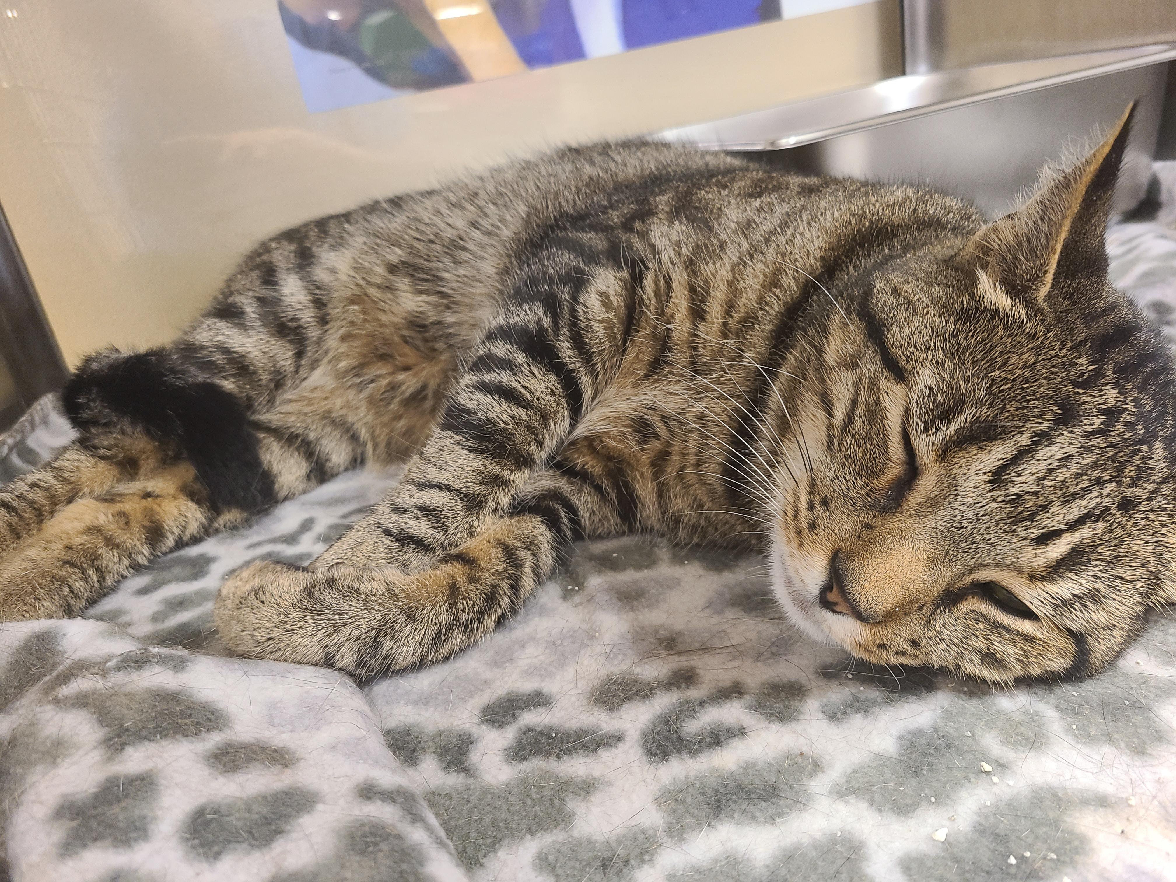 Enlarge Rambo, a Adopted Domestic Short Hair in Gerrardstown, WV image 6/6