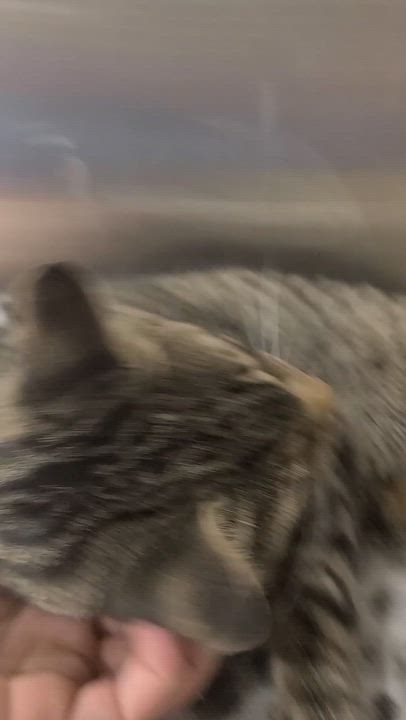 Enlarge Rambo, a Adopted Domestic Short Hair in Gerrardstown, WV video 2/6
