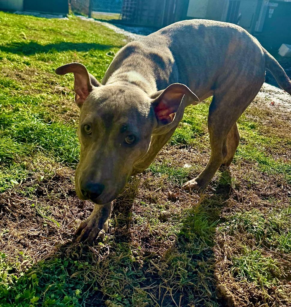 Enlarge Rylee, a Adoptable mixed breed in Shelbyville, TN image 1/4
