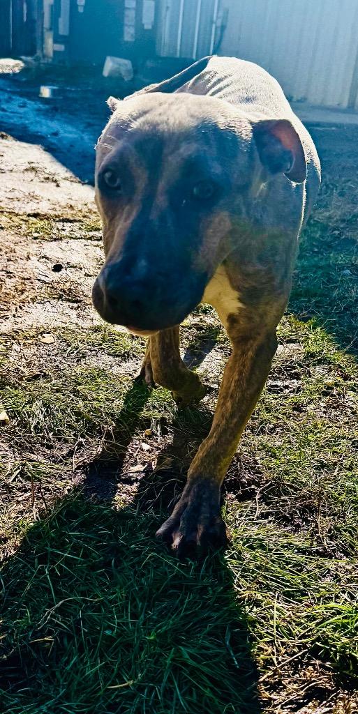 Enlarge Rylee, a Adoptable mixed breed in Shelbyville, TN image 2/4