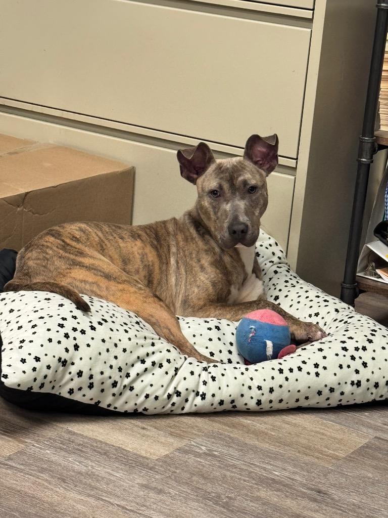 Enlarge Rylee, a Adopted mixed breed in Shelbyville, TN image 1/2