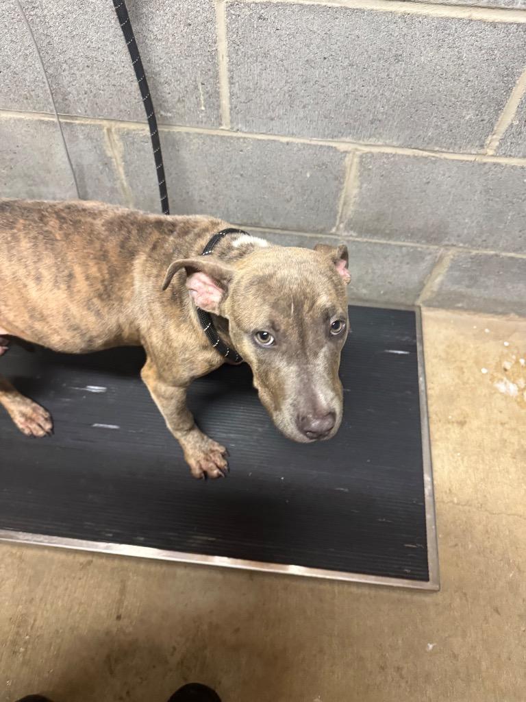 Rylee, Adoptable, Young Male Mixed Breed.