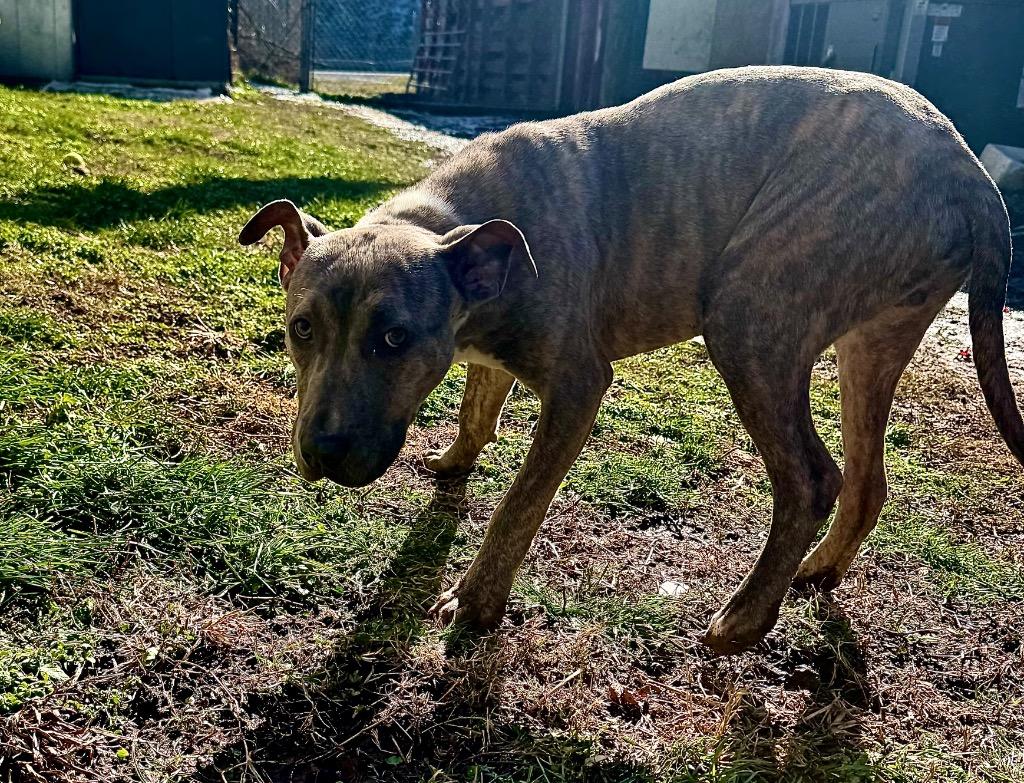 Enlarge Rylee, a Adoptable mixed breed in Shelbyville, TN image 4/4