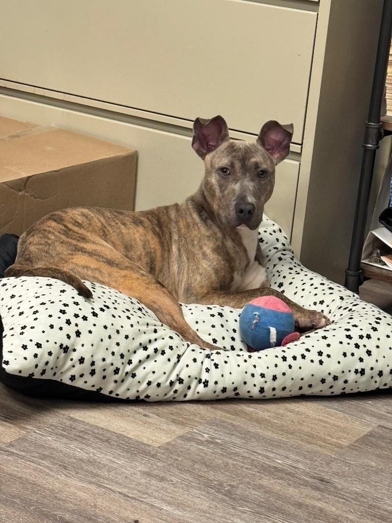 Enlarge Rylee, a Adopted mixed breed in Shelbyville, TN image 2/2