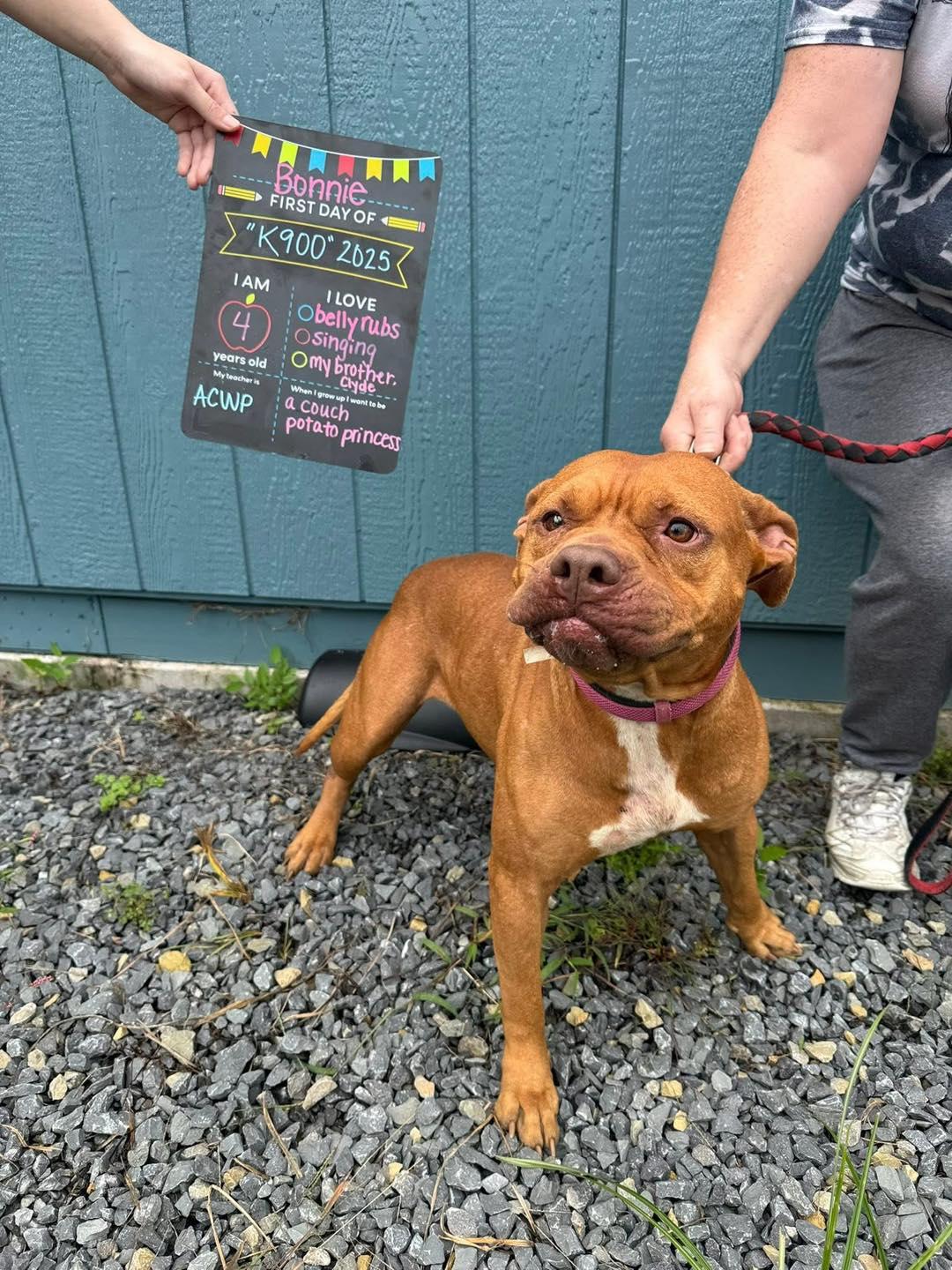 Bonnie (4yo, 60lbs), Adoptable, Adult Female Pit Bull Terrier.