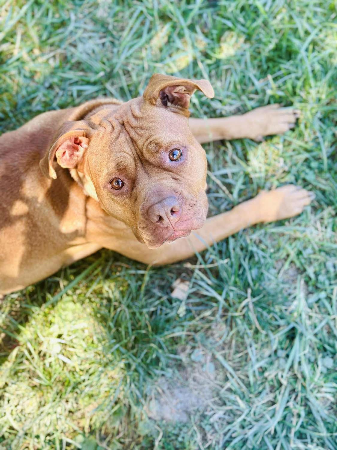Enlarge Bonnie (4yo, 60lbs), a Adoptable Pit Bull Terrier in Hinton, WV image 2/3