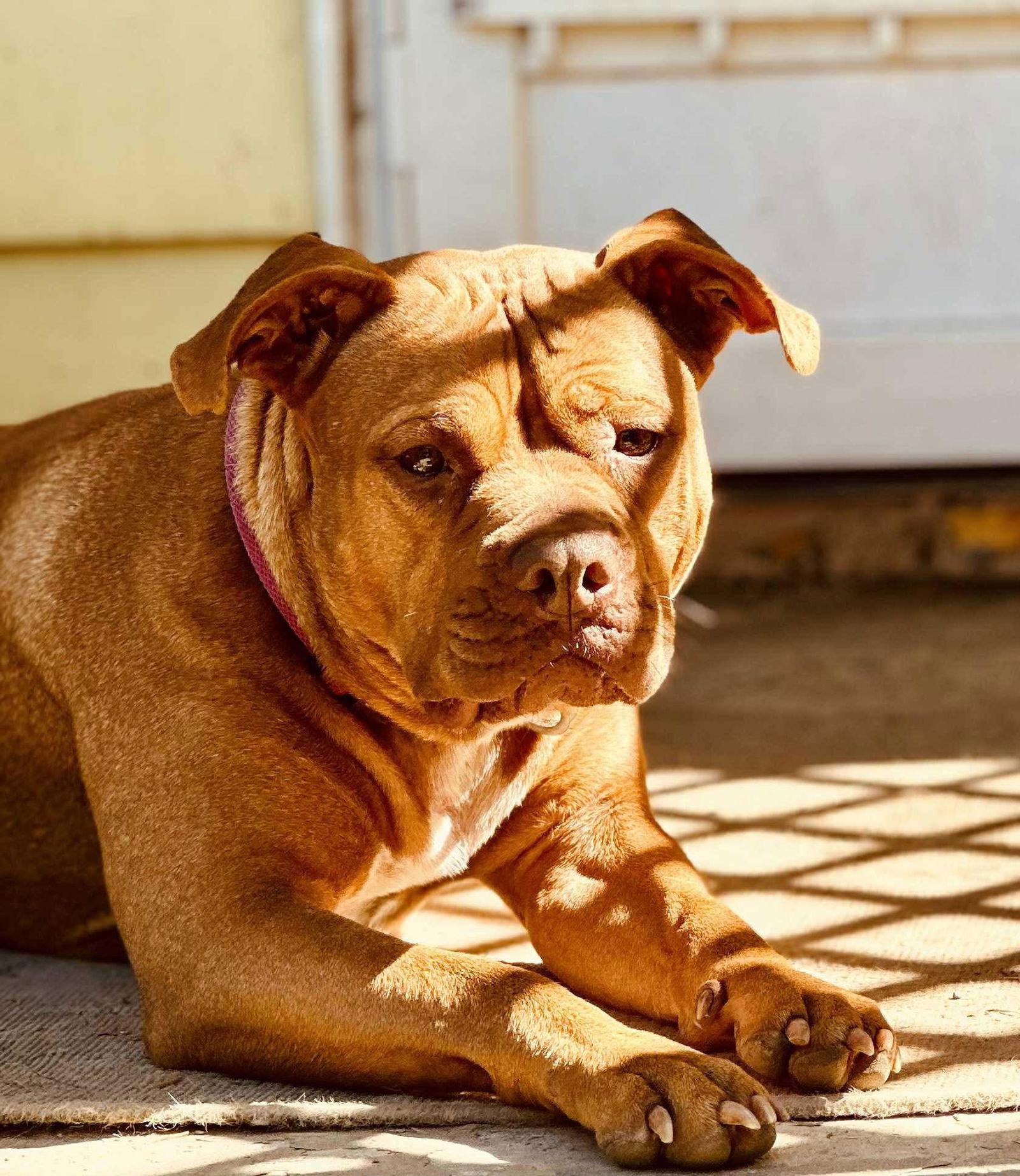 Enlarge Bonnie (4yo, 60lbs), a Adoptable Pit Bull Terrier in Hinton, WV image 3/3