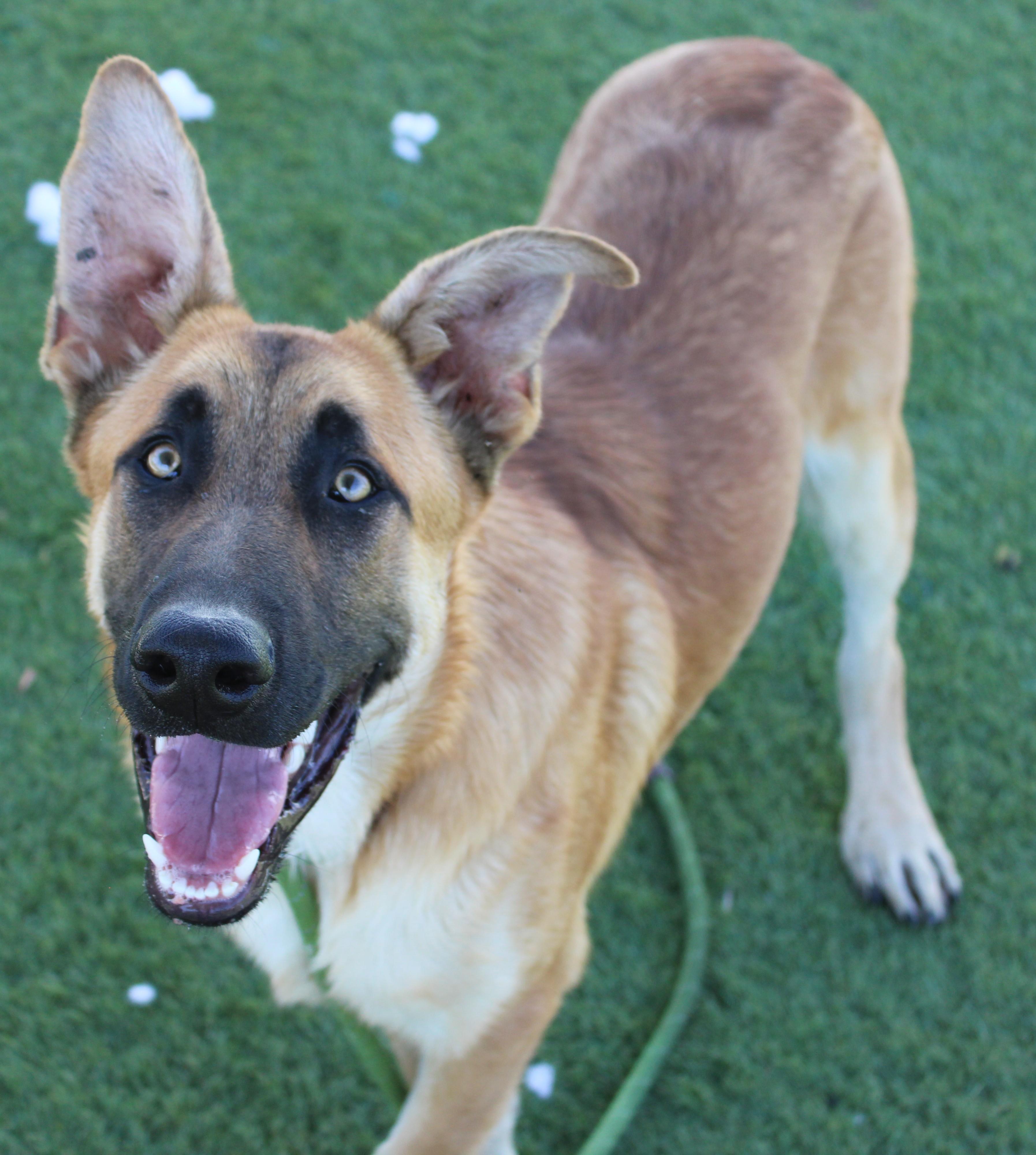 VENTI ( AVAILABLE 7/20/26), ADOPTABLE, Adult Male German Shepherd Dog & Belgian Shepherd / Malinois.
