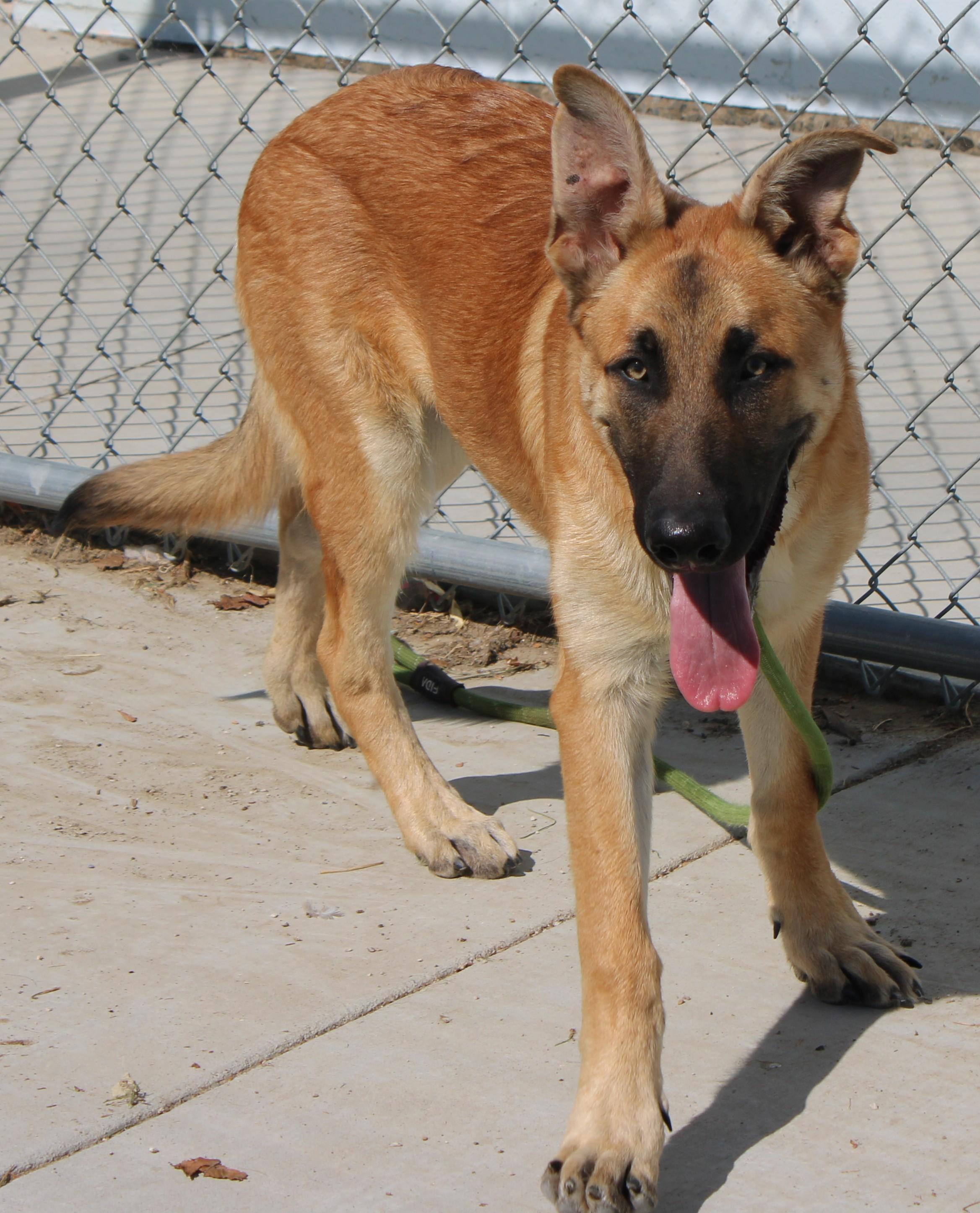 Enlarge VENTI ( AVAILABLE 7/20/26), a ADOPTABLE mixed breed in Wasco, CA image 4/5