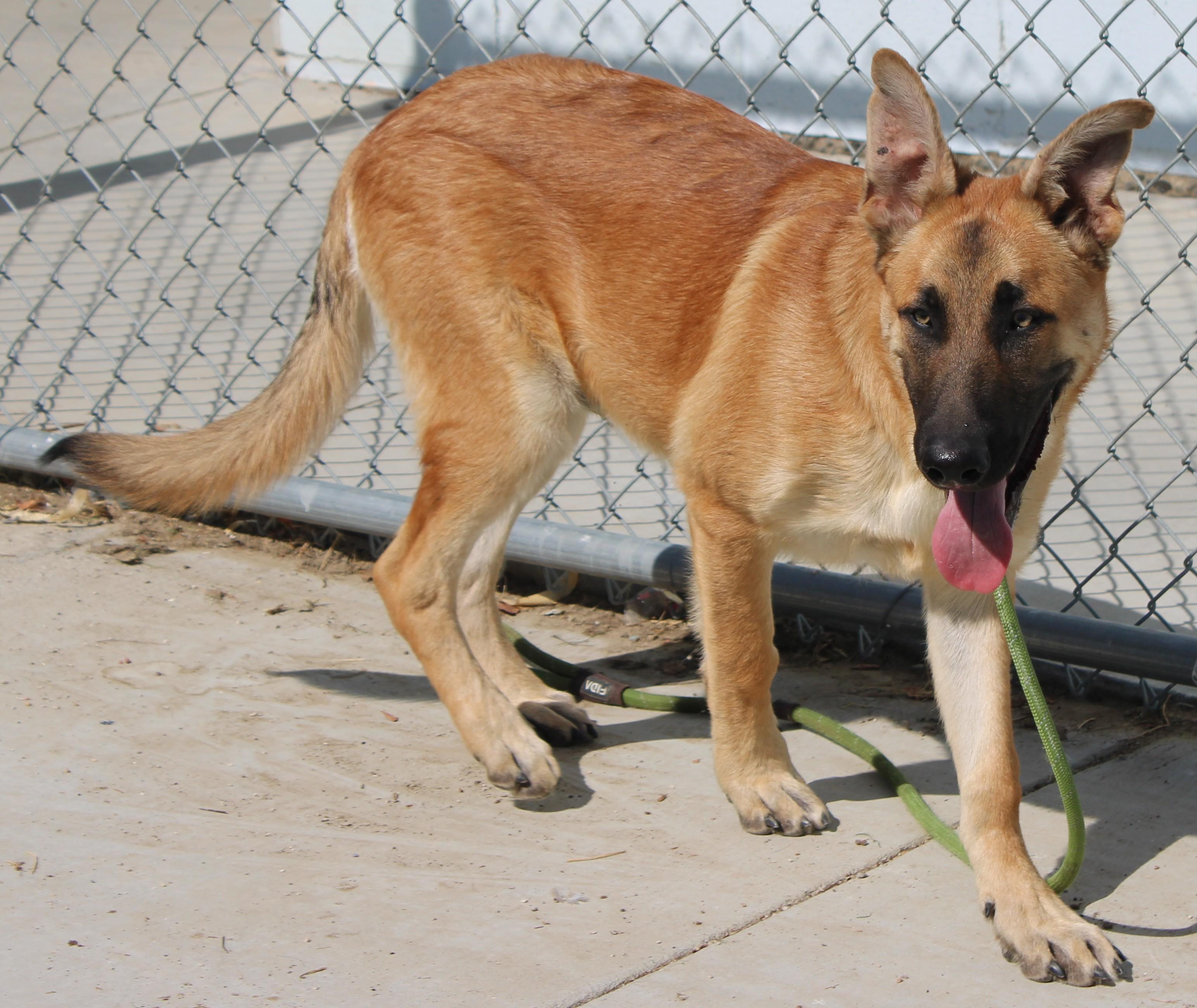Enlarge VENTI ( AVAILABLE 7/20/26), a ADOPTABLE mixed breed in Wasco, CA image 2/5
