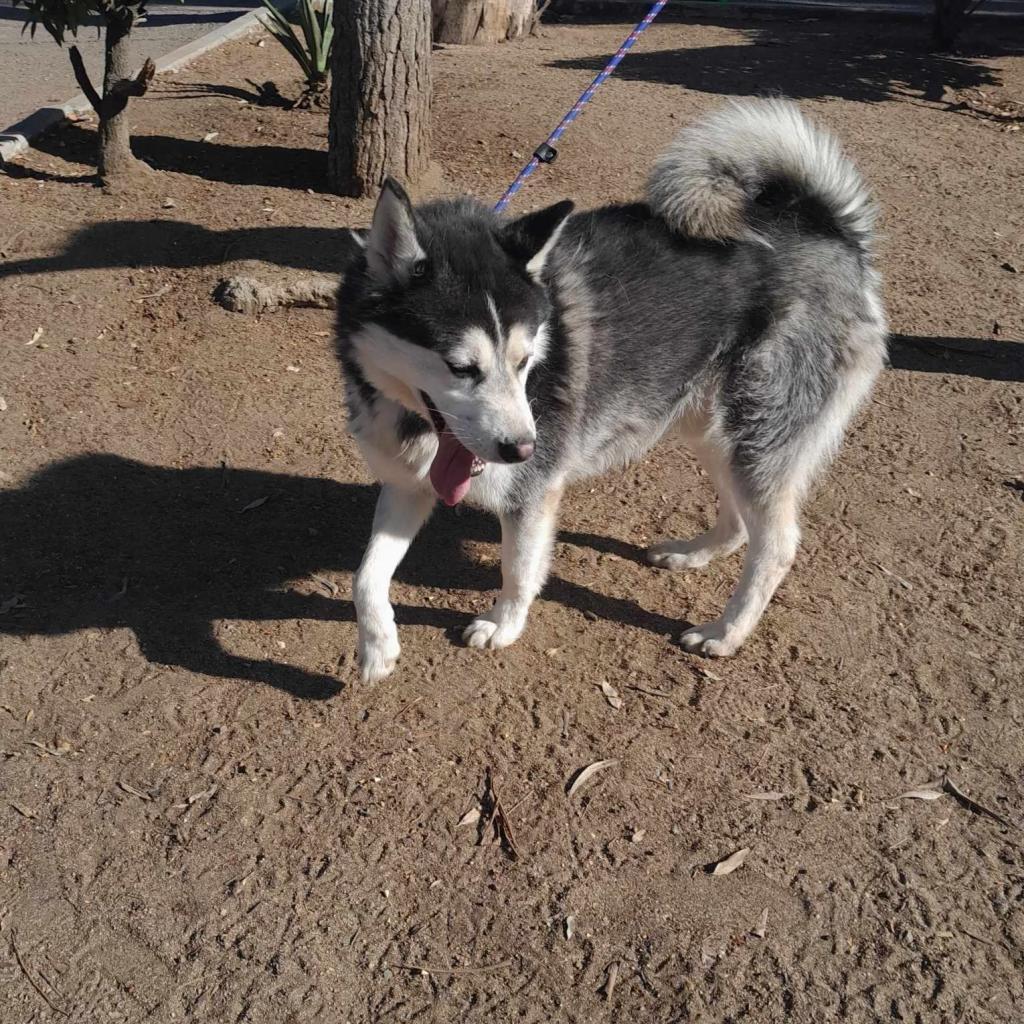 Scooby Husk, a Adoptable mixed breed in San Diego, CA image 1/2