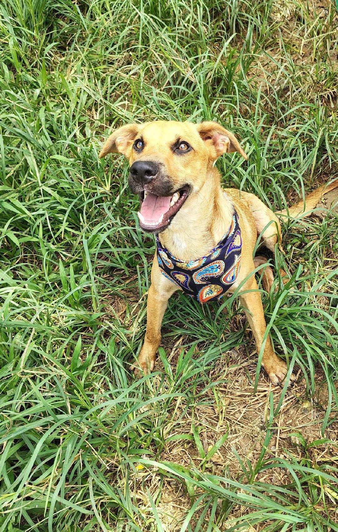 Enlarge Pauly, a ADOPTABLE mixed breed in Albion, NY image 4/4