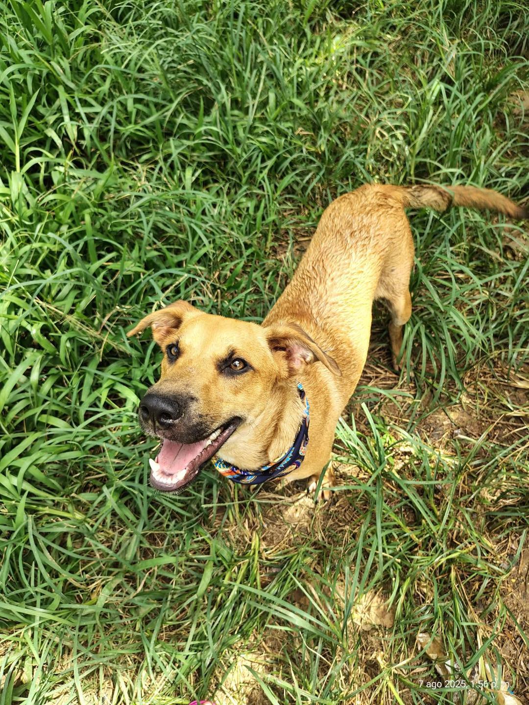 Enlarge Pauly, a ADOPTABLE mixed breed in Albion, NY image 1/4