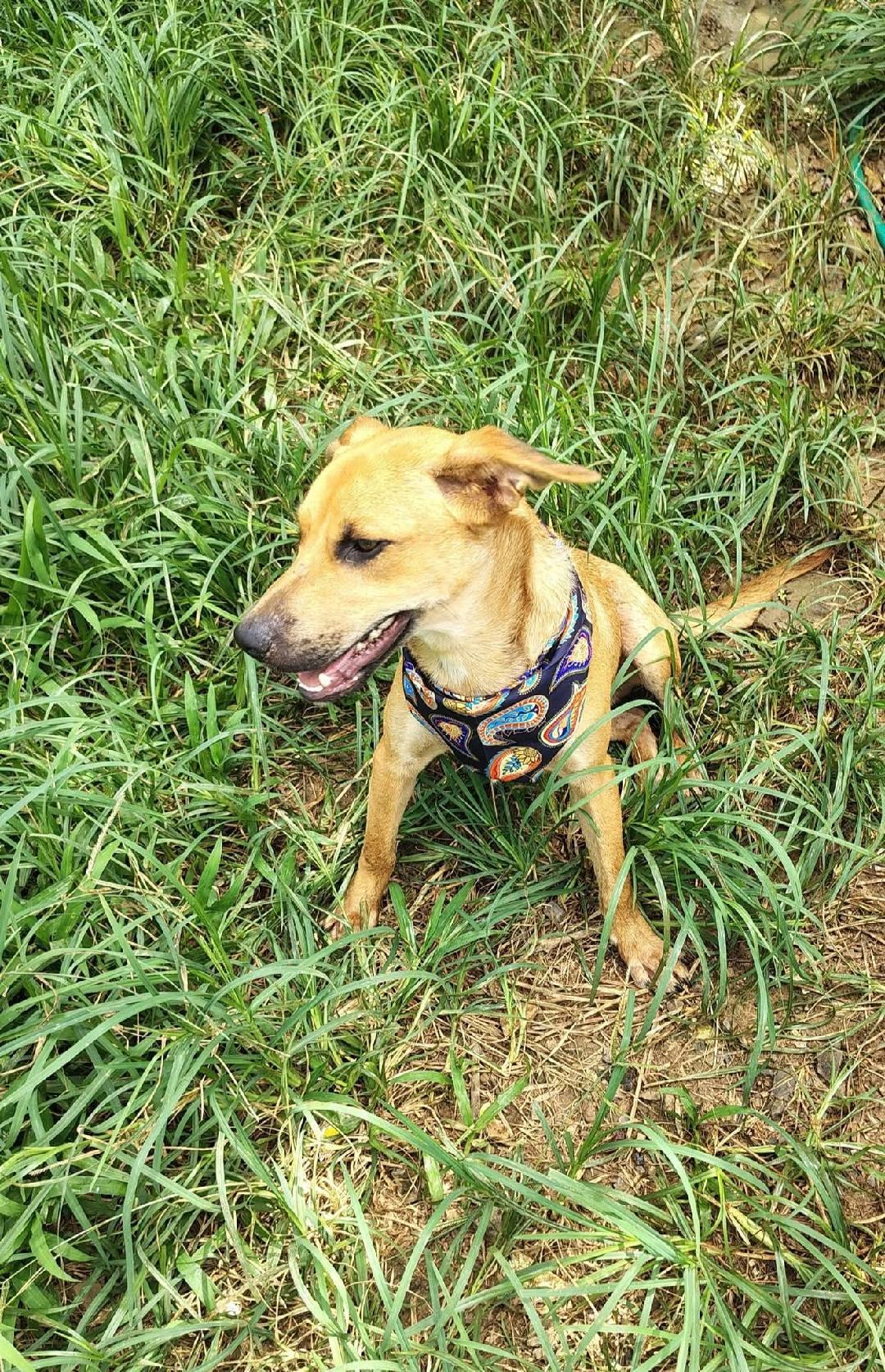 Enlarge Pauly, a ADOPTABLE mixed breed in Albion, NY image 3/4