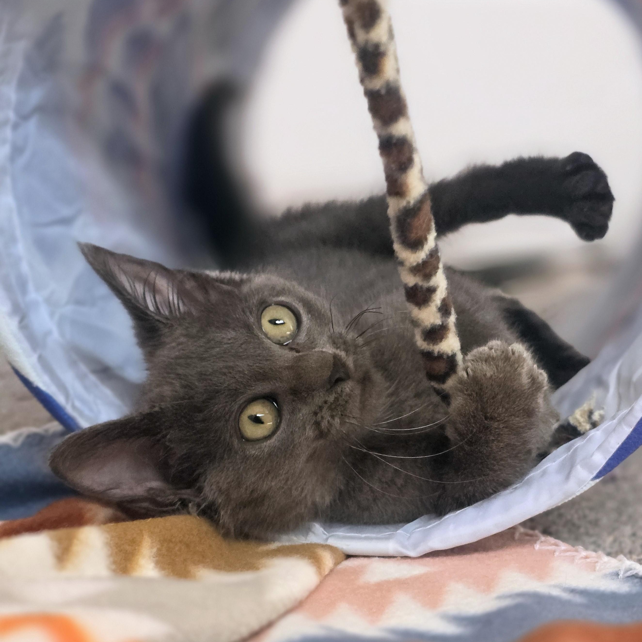 Maraca -Cerebellar Hypoplasia-, a Adoptable Domestic Short Hair in Macomb Twp, MI image 3/5