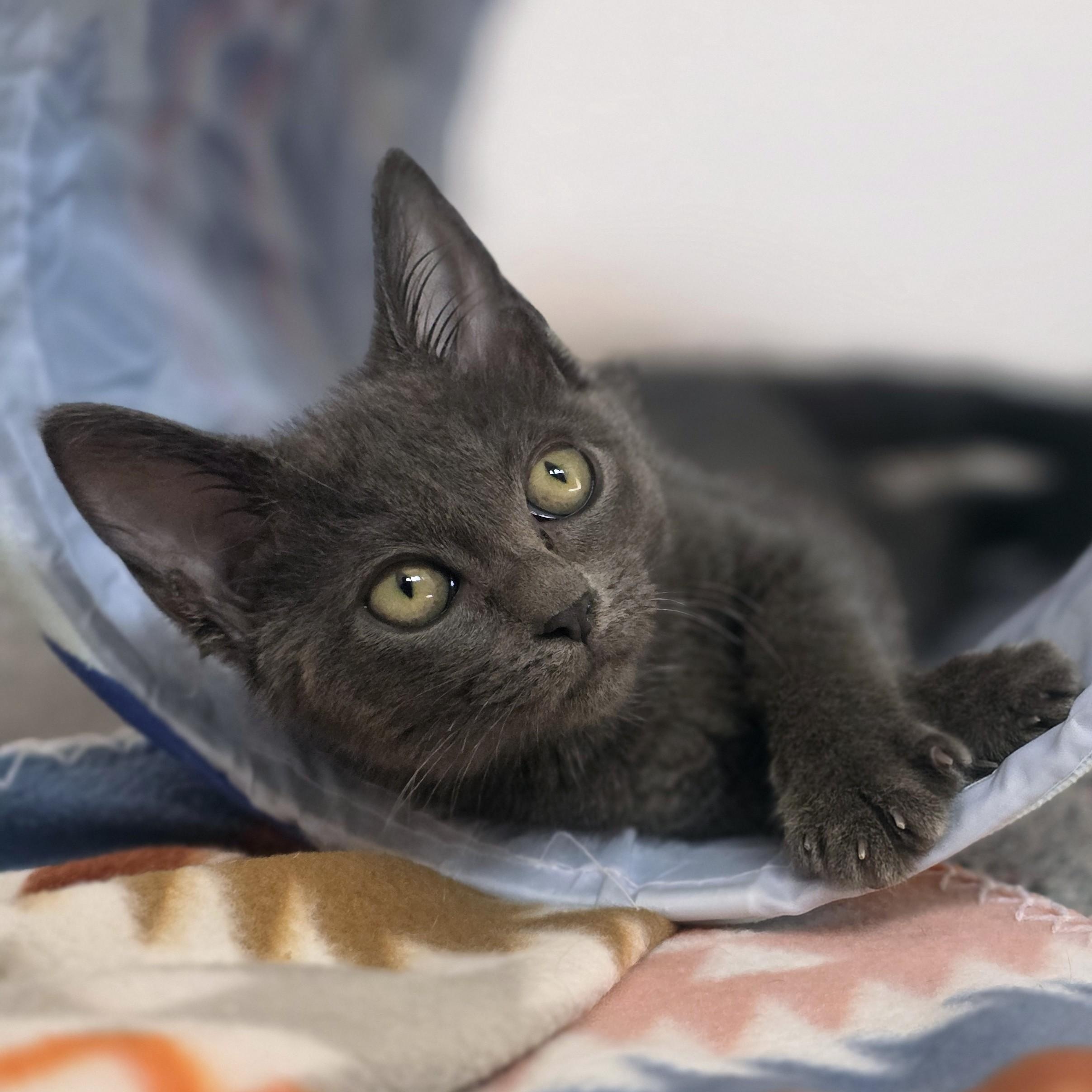 Maraca -Cerebellar Hypoplasia-, a Adoptable Domestic Short Hair in Macomb Twp, MI image 4/5