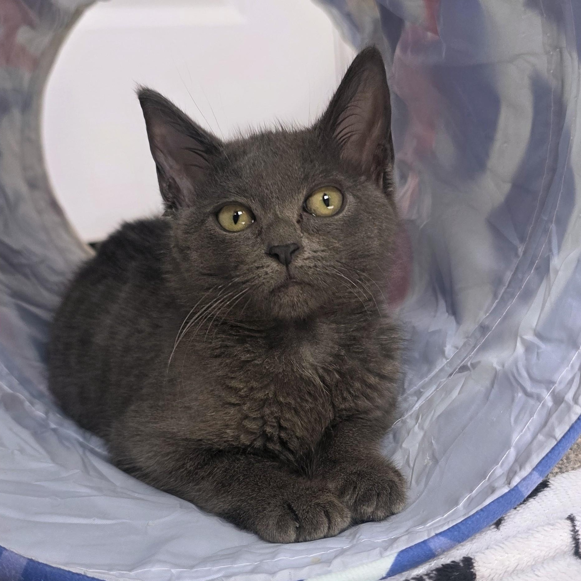 Maraca -Cerebellar Hypoplasia-, Adoptable, Kitten Female Domestic Short Hair.