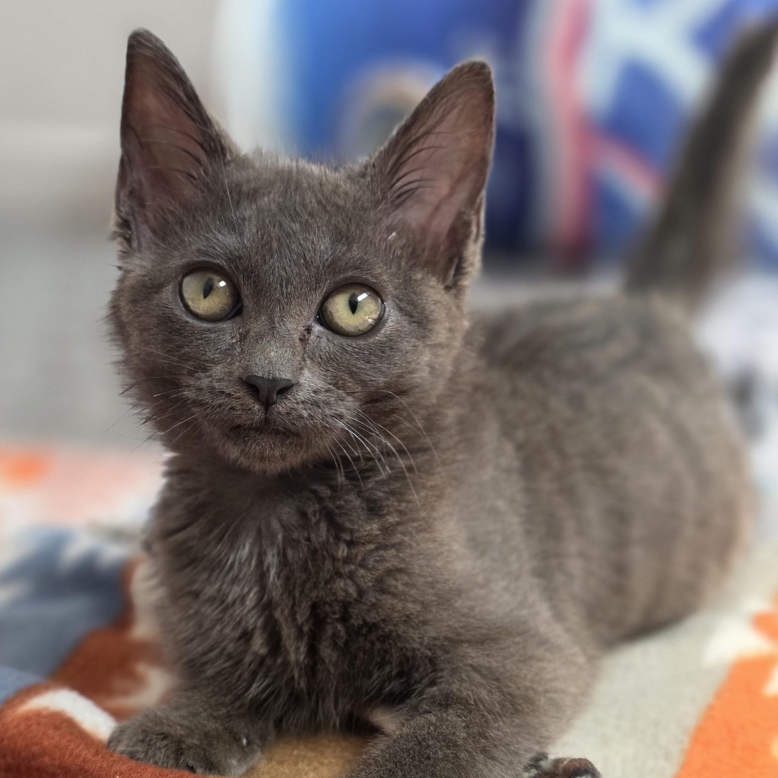 Maraca -Cerebellar Hypoplasia-, a Adoptable Domestic Short Hair in Macomb Twp, MI image 2/5