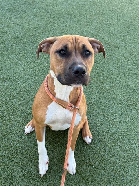 CARTER, Adoptable, Young Male Pit Bull Terrier.