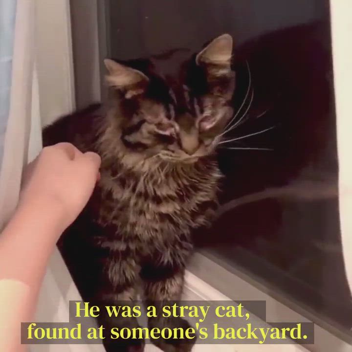 Enlarge Coffee Bean, a Adopted mixed breed in Toronto, ON video 5/9