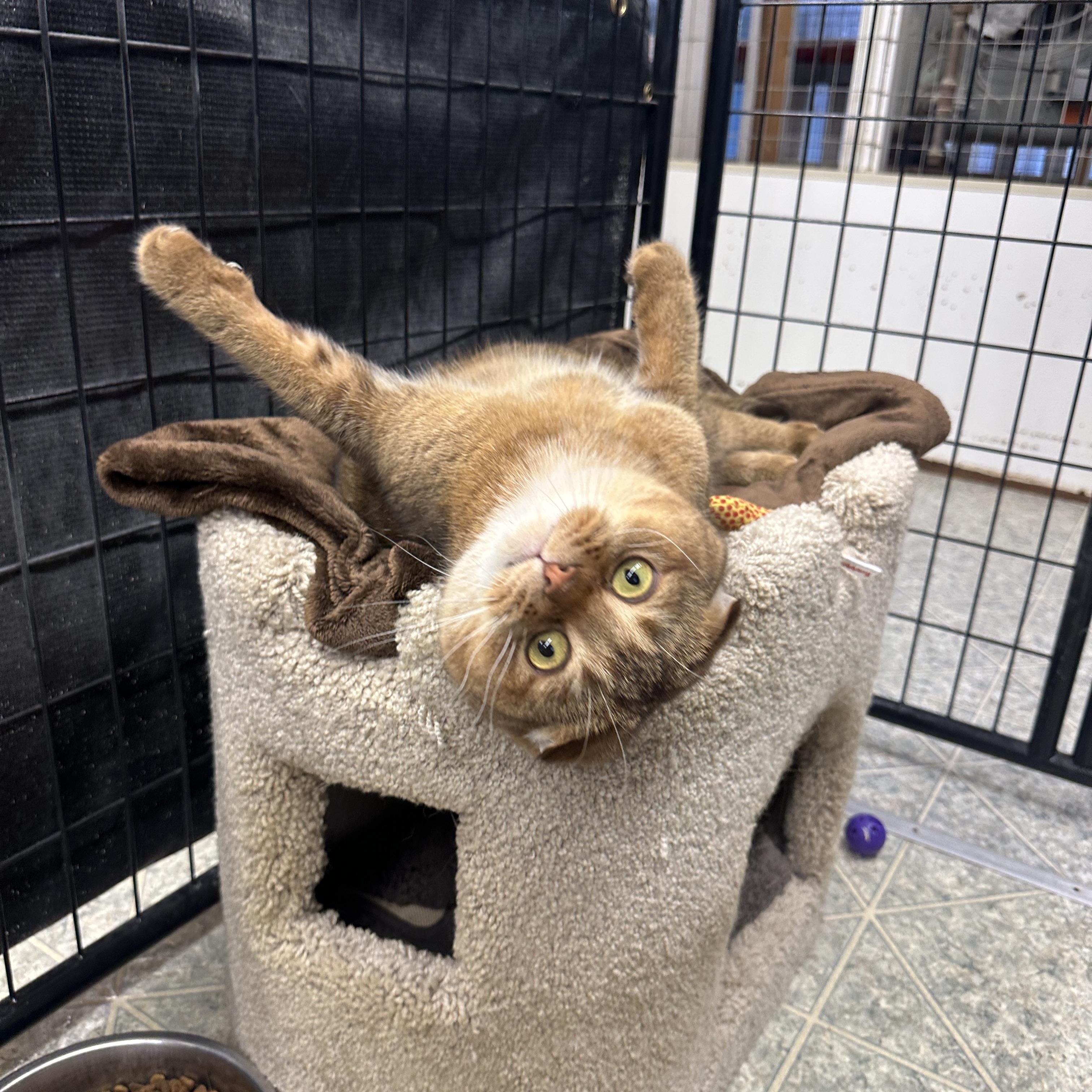 Cookie and Tofu, Adoptable, Adult Male Scottish Fold.