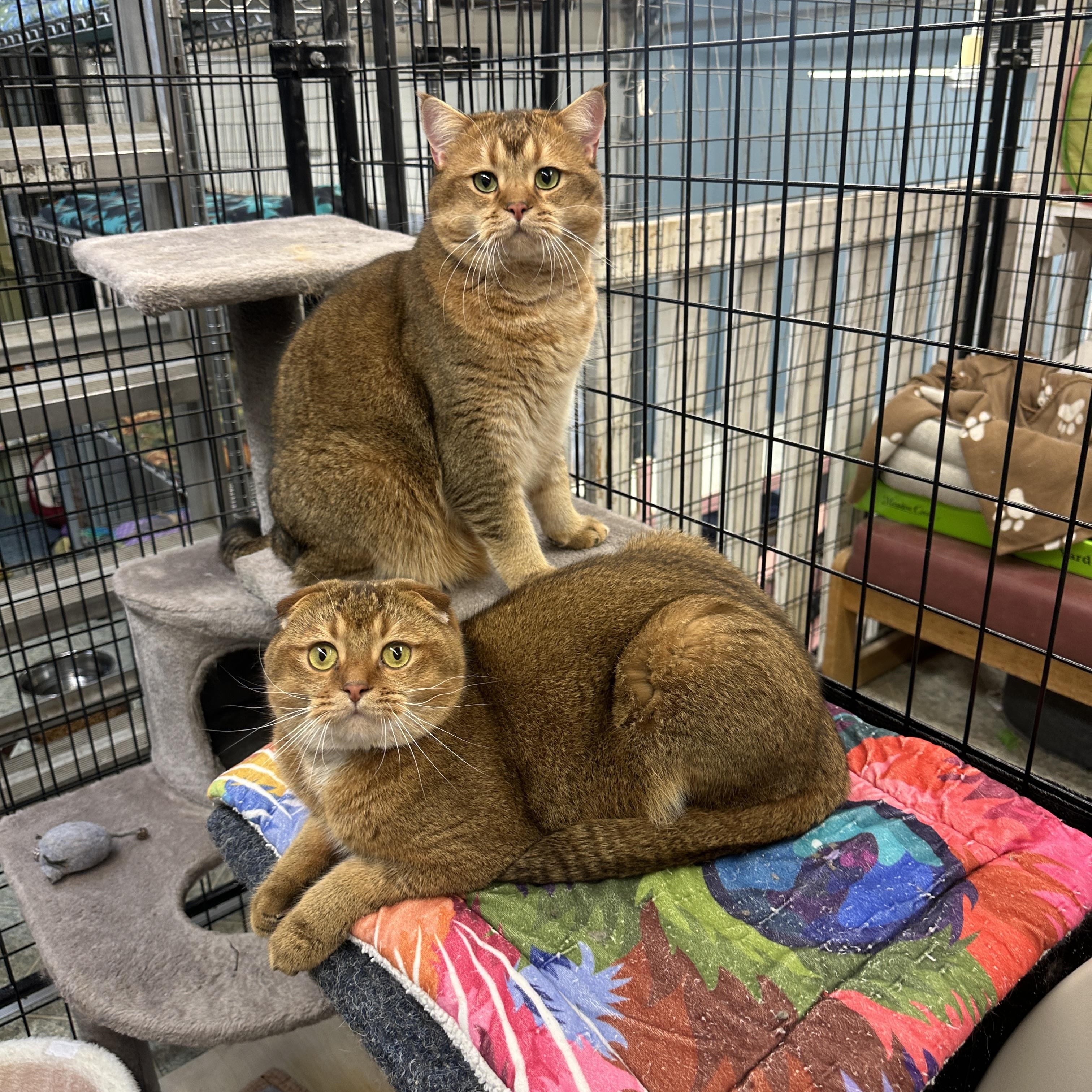 Enlarge Cookie and Tofu, a Adoptable Scottish Fold in Anchorage, AK image 2/6