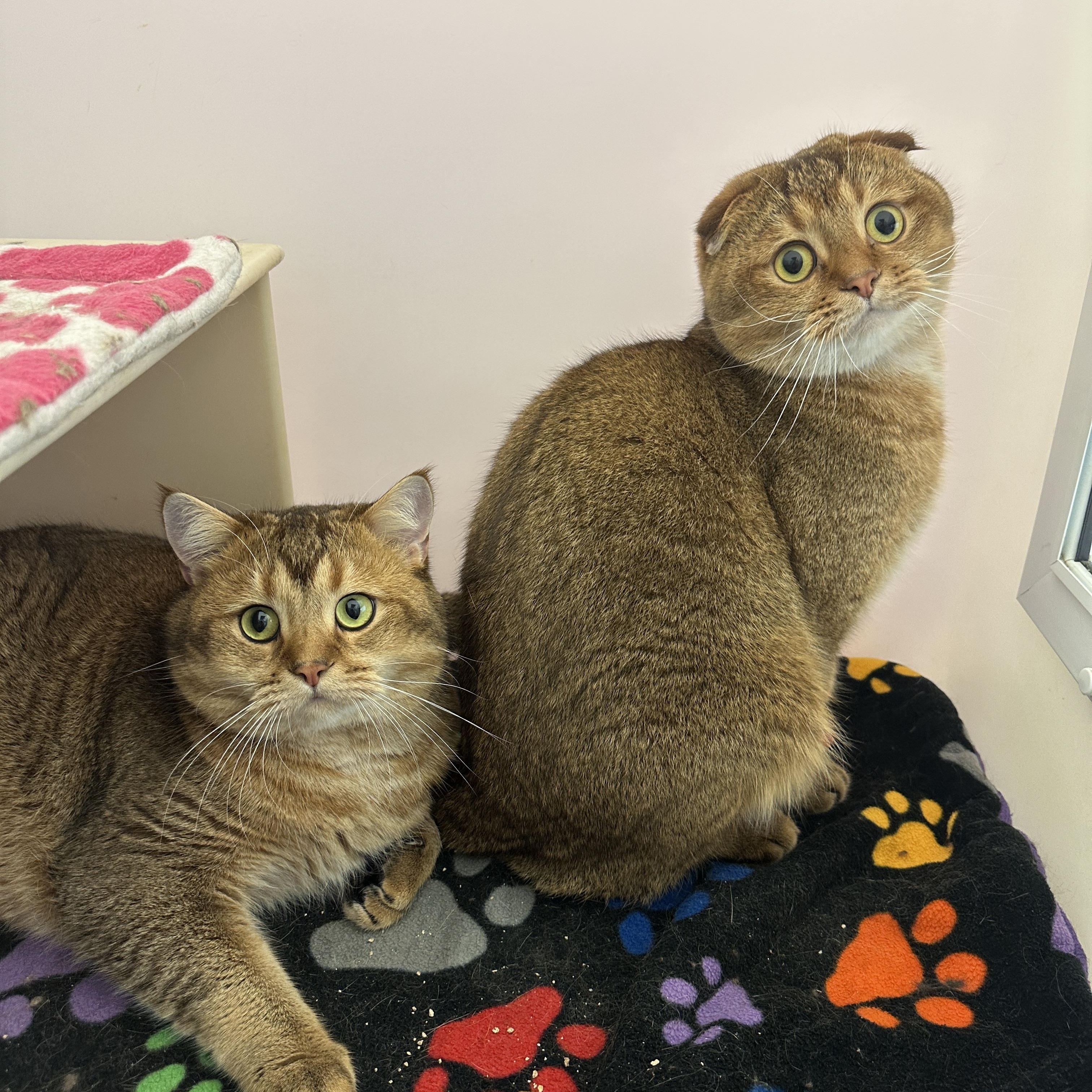 Enlarge Cookie and Tofu, a Adoptable Scottish Fold in Anchorage, AK image 3/6