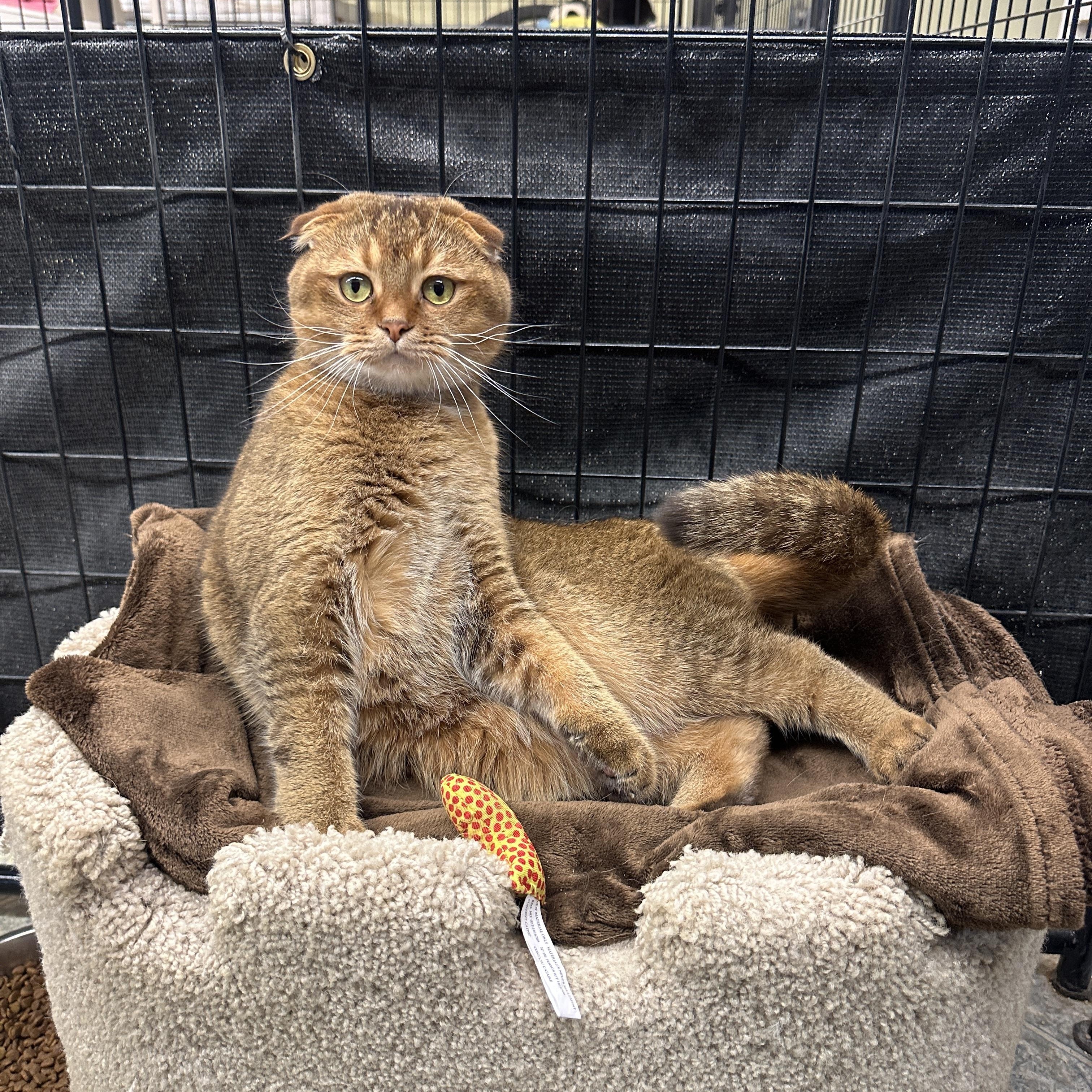 Enlarge Cookie and Tofu, a Adoptable Scottish Fold in Anchorage, AK image 4/6